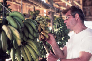 Man inspects ripening banana bunches hanging from a wooden structure in a tropical produce stand in Jonestown, Guyana.